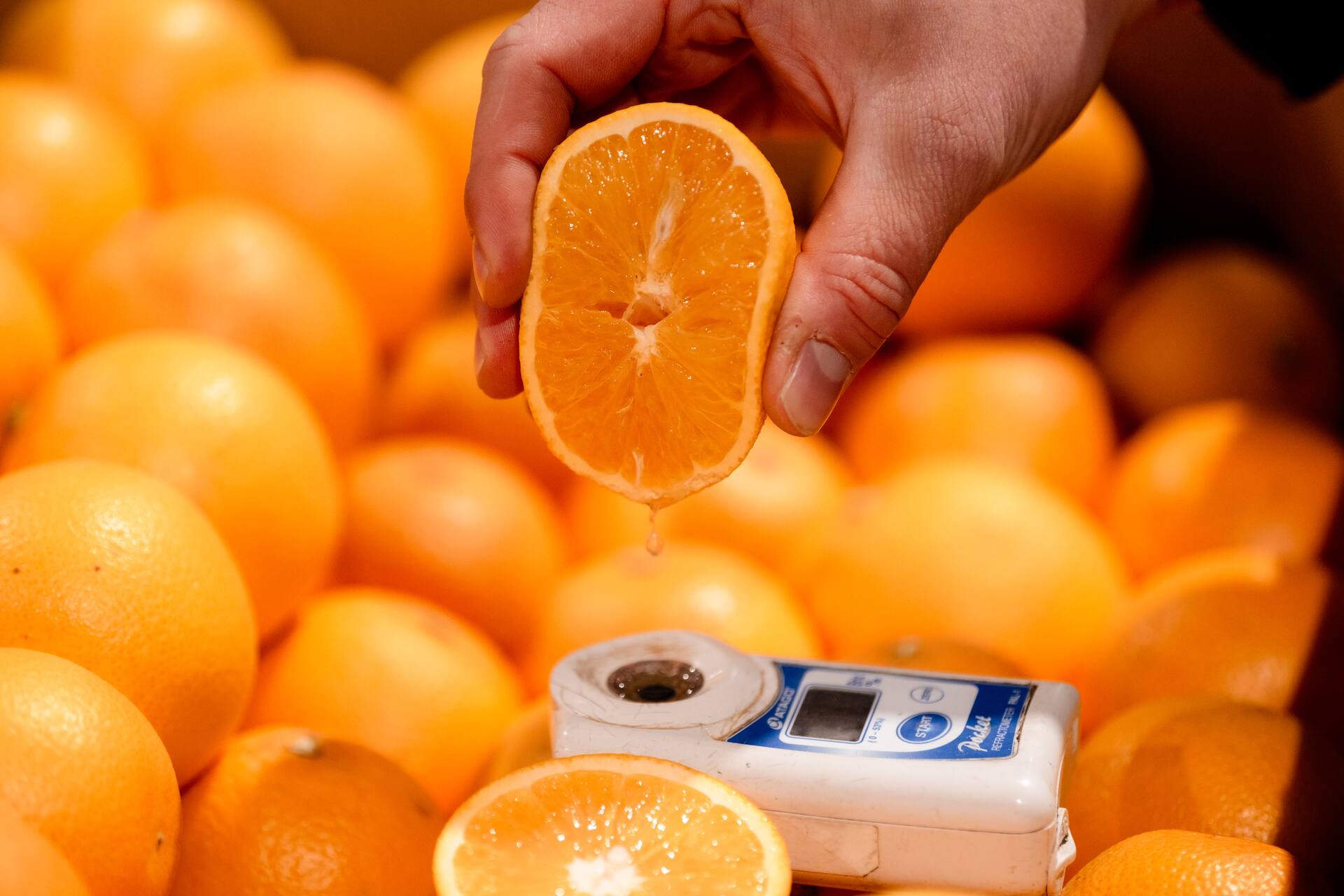 Sinaasappel die aan kwaliteitsinspectie wordt onderworpen.